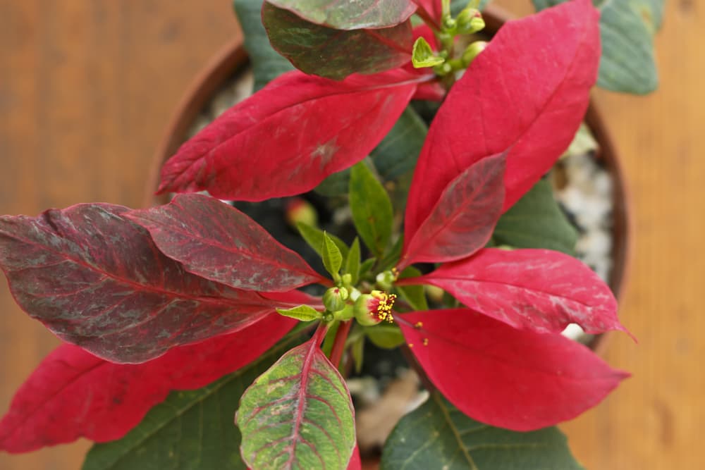 birds eye view of a Christmas Flower with red and green leaves that are beginning to wilt