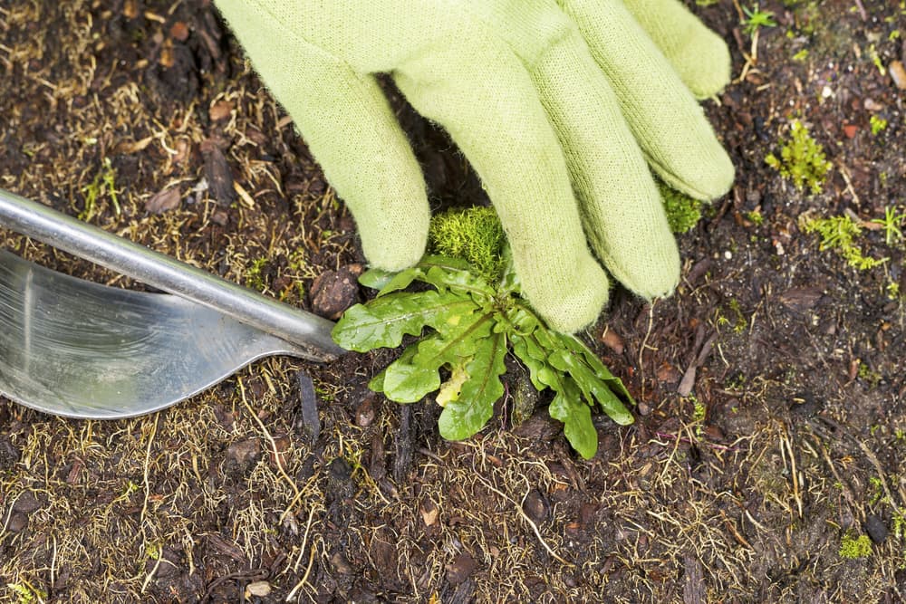 a gloved hand and weed remover being used to pry a weed from soil