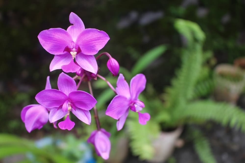 Dendrobium bigibbum flowers in pink