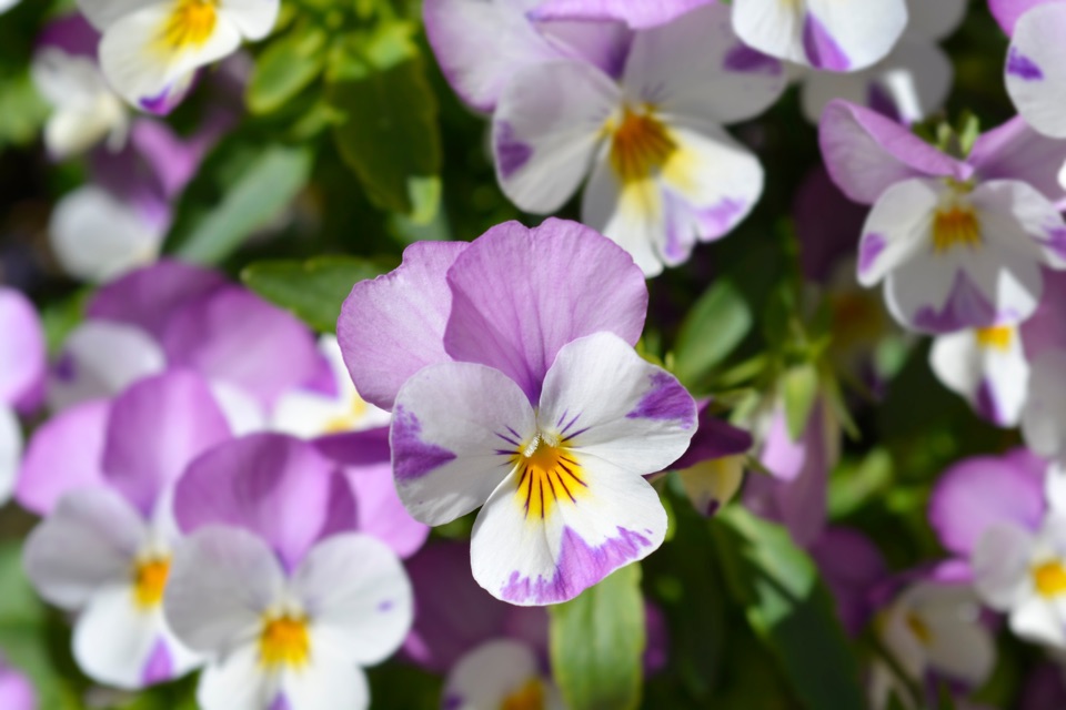 lilac and white violas with yellow centres growing outside