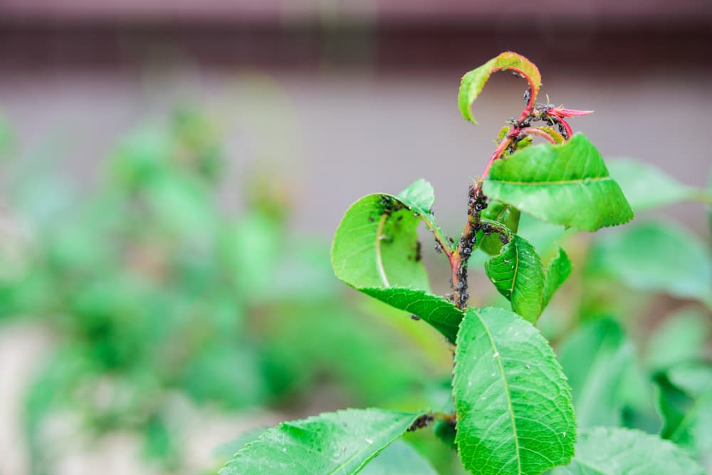 black aphids on the stem and leaves of an almond plant