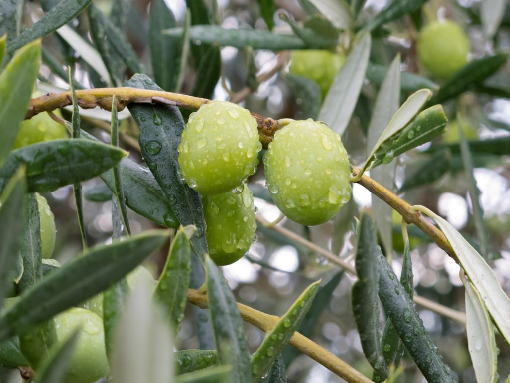 a close-up of an olive tree bearing a cluster of green olives growing outside covered in raindrops
