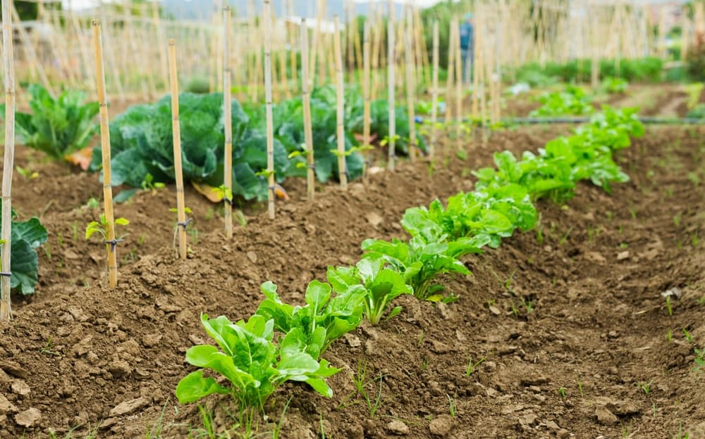 cabbages and spinaches being grown together in rows