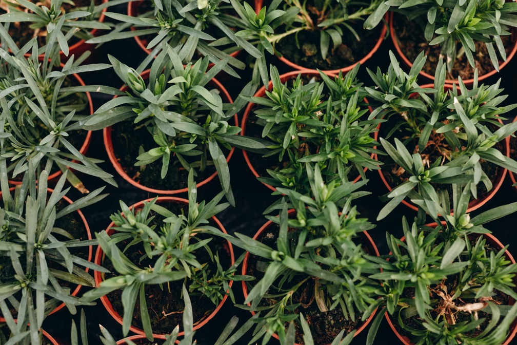 several young phlox plants being propagated in small plastic pots