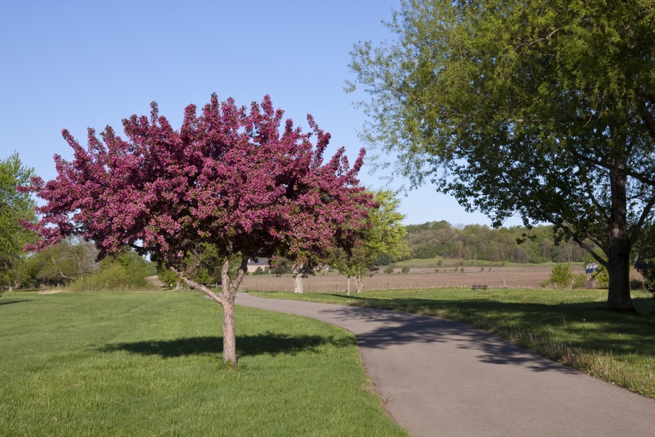 a purple blossoming Malus ‘Wisley Crab’ growing in a field of grass next to a small path, with lots of countryside in the background
