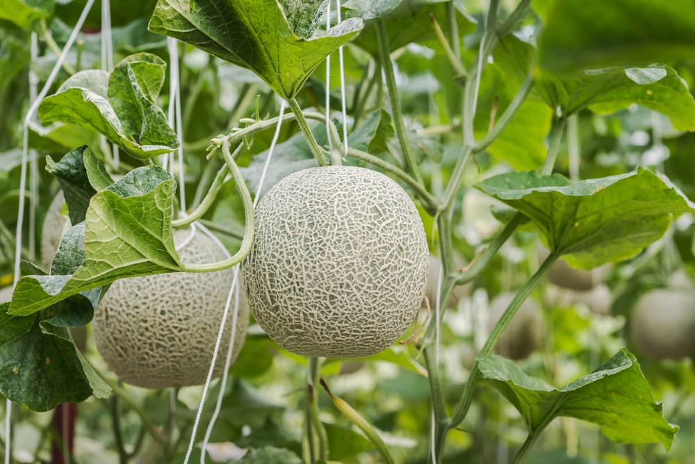 round melon fruits growing in a greenhouse and being supported by string