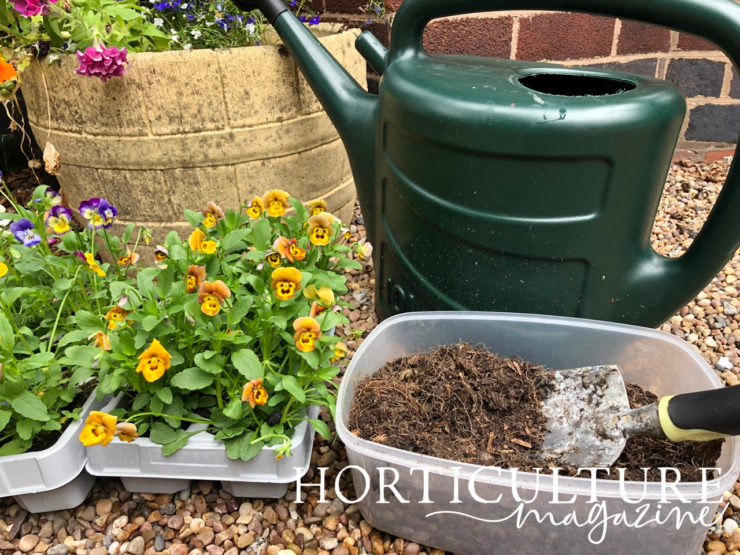 Growing Pansies In Containers With Emily Cupit Horticulture