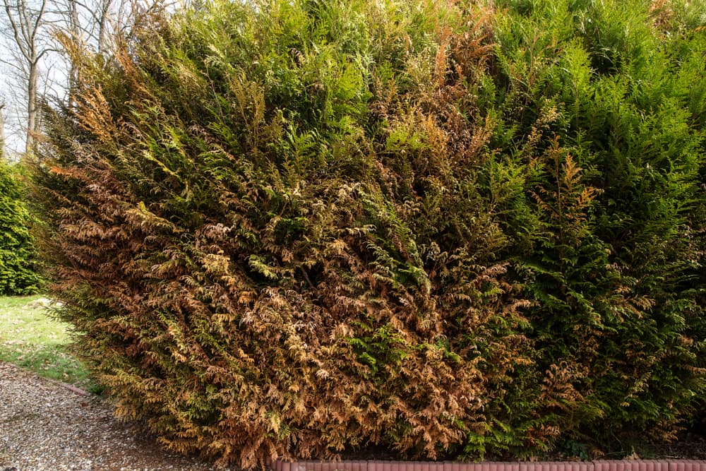 dying hedging with visible brown patches