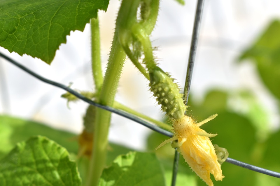 a yellow flowering plant growing on a wire trellis outside