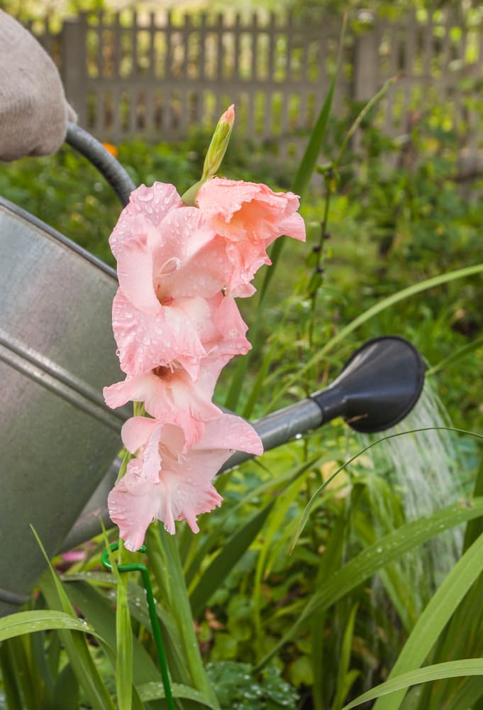 oink flowering Sword Lilies shown in front of large metal watering can pouring water