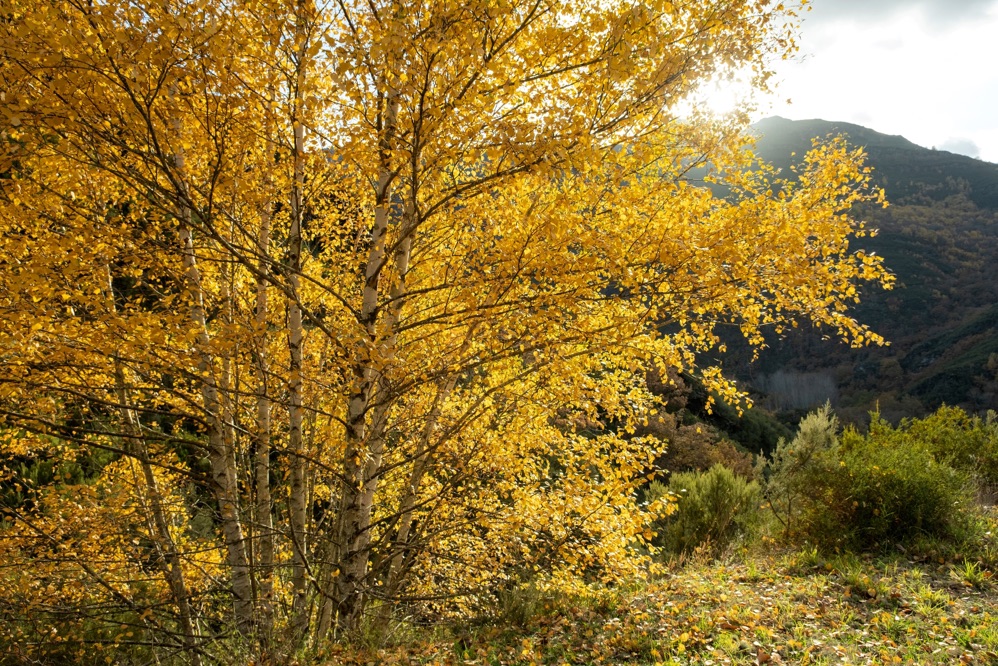 a yellow-leaved Betula pubescens growing in a woodland area on a sunny day, with hills behind it