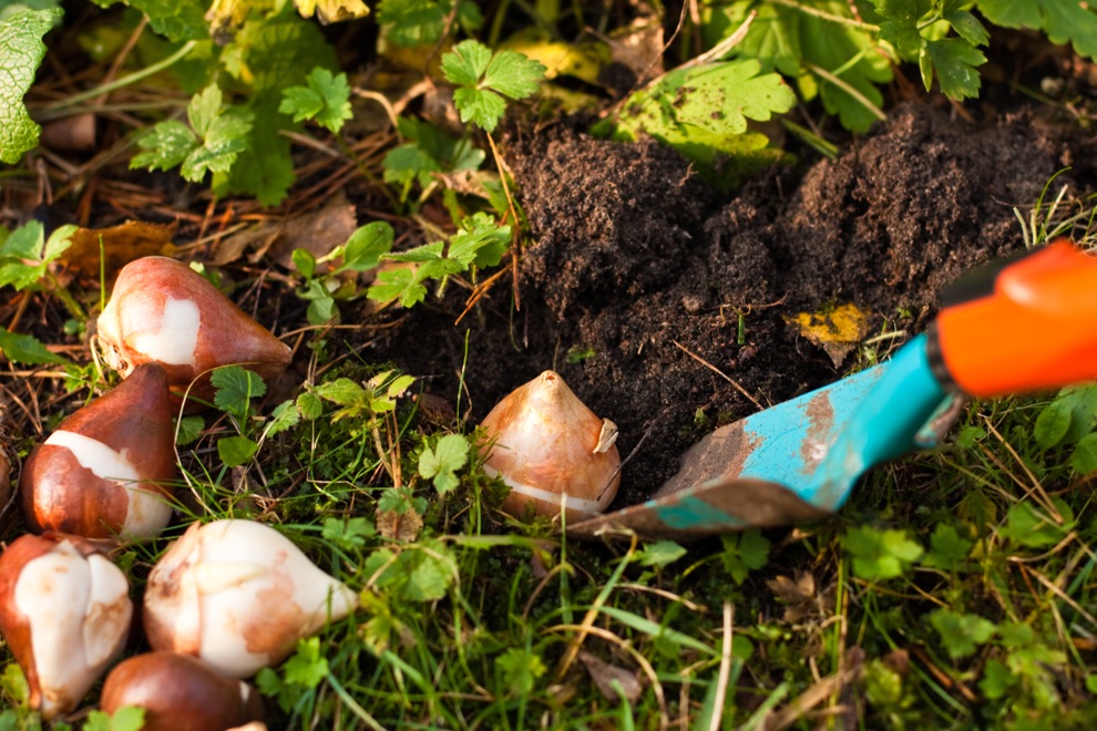 a trowel being used to dig up a daffodil bulb with other bulbs in a pile next to it and lots of green plants growing around it