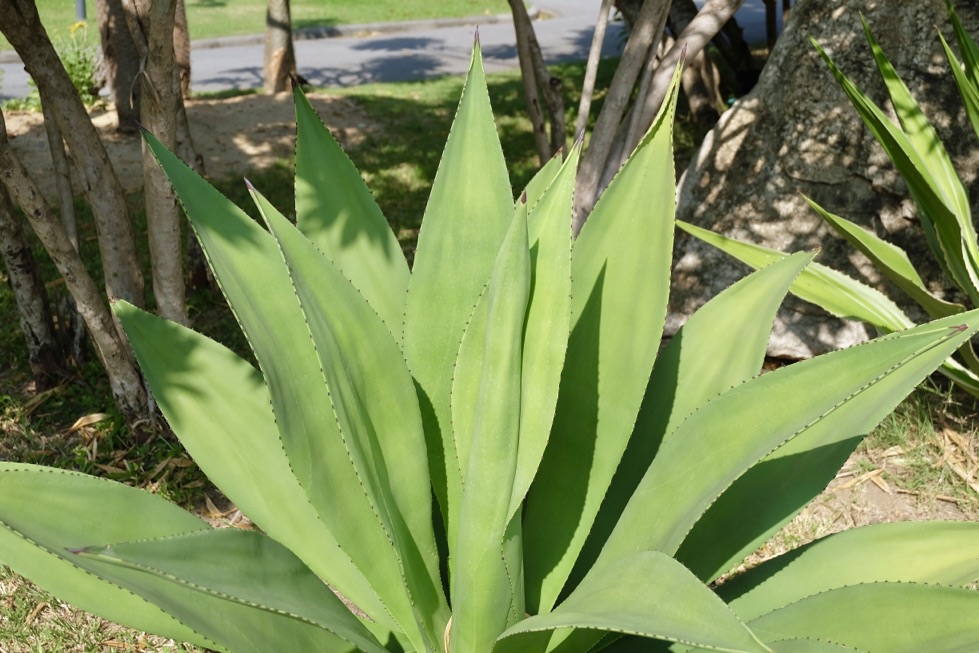 long smooth agave plant leaves growing from a grassy land outside with trees behind