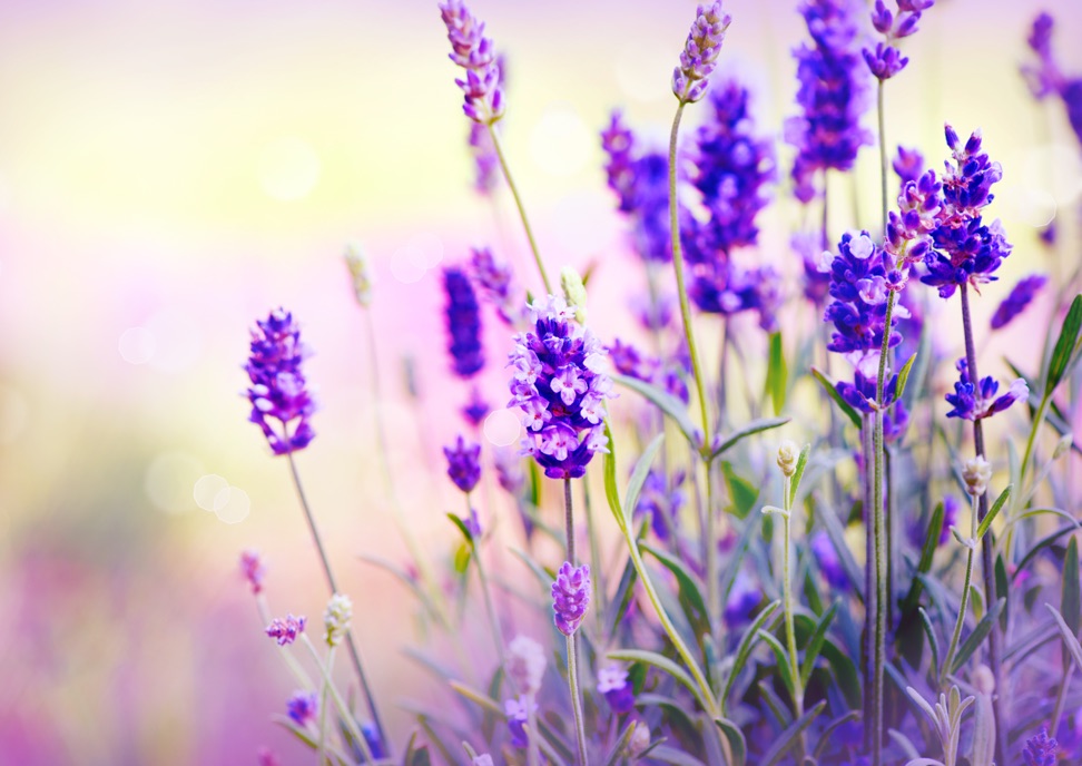 purple lavender plants with thin long stems growing in the sunshine outside