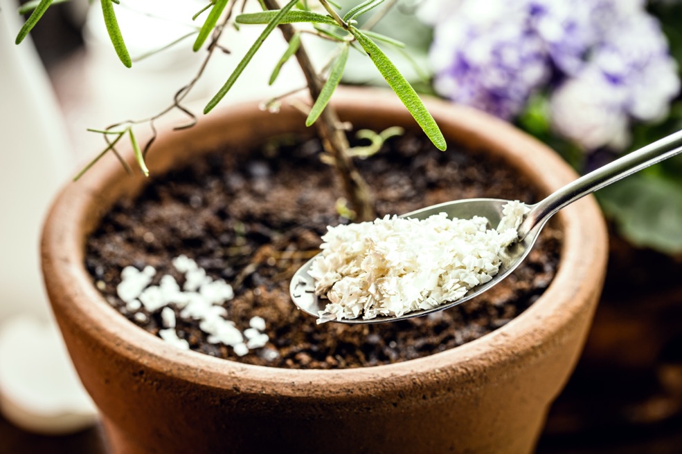 ground eggshells on a spoon being held in front of a plant in a pot, ready to be dispersed