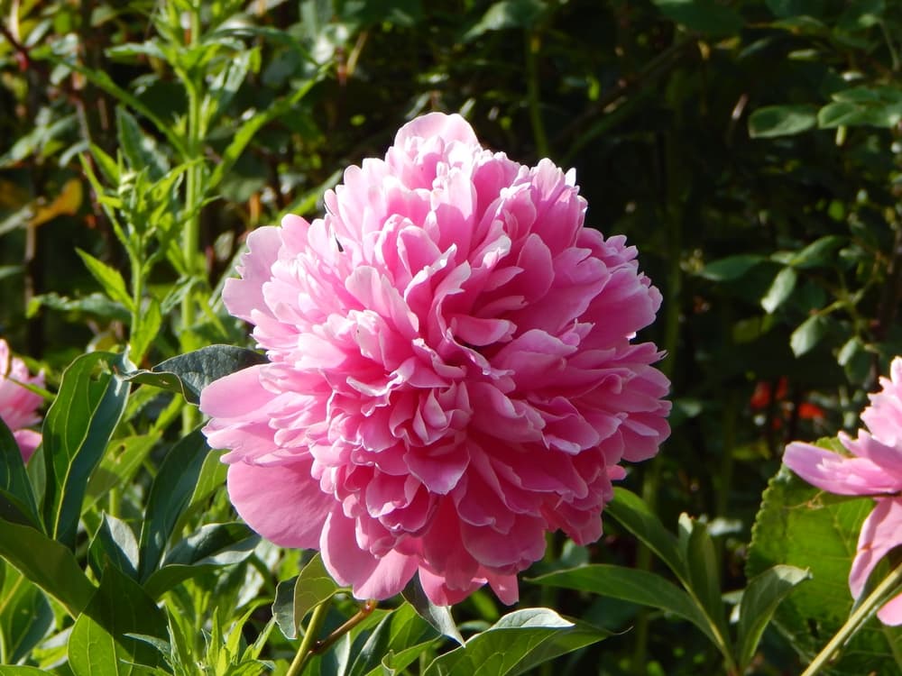 beautiful rounded pink flowering Paeonia officinalis