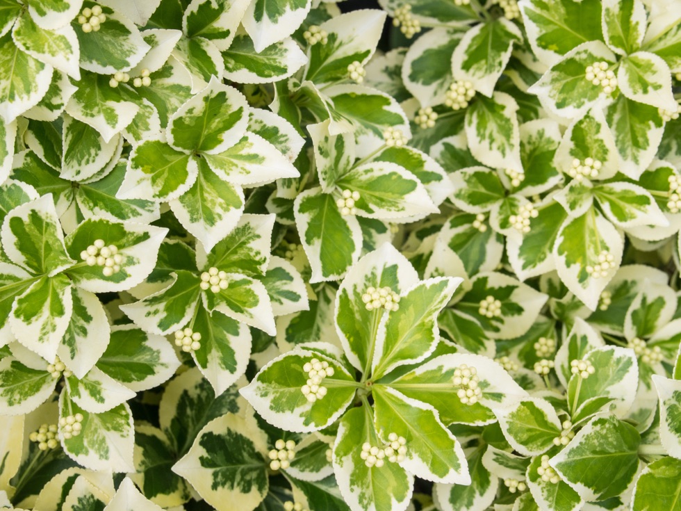 green and white leaves of a winter creeper bearing white fruit