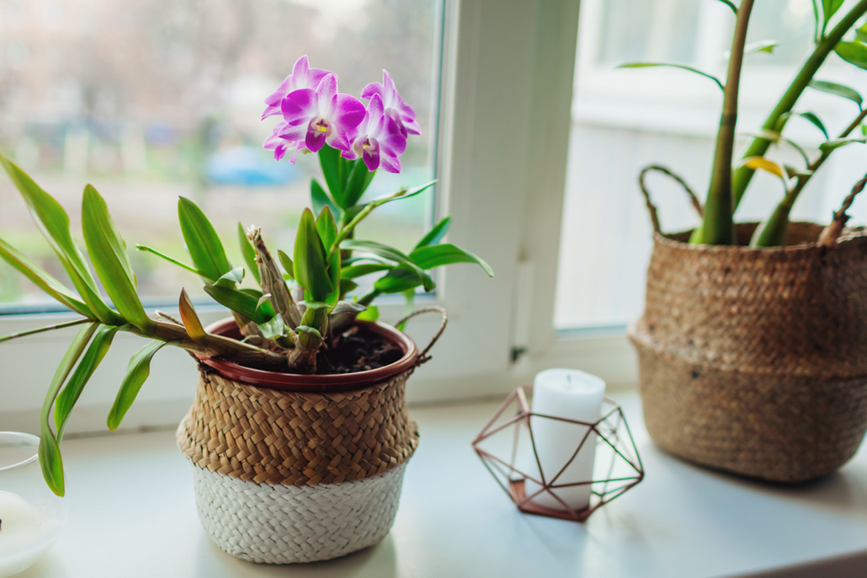 potted dendrobium orchid plant with pink and white flowers growing on a windowsill next to a larger potted plant and a candle