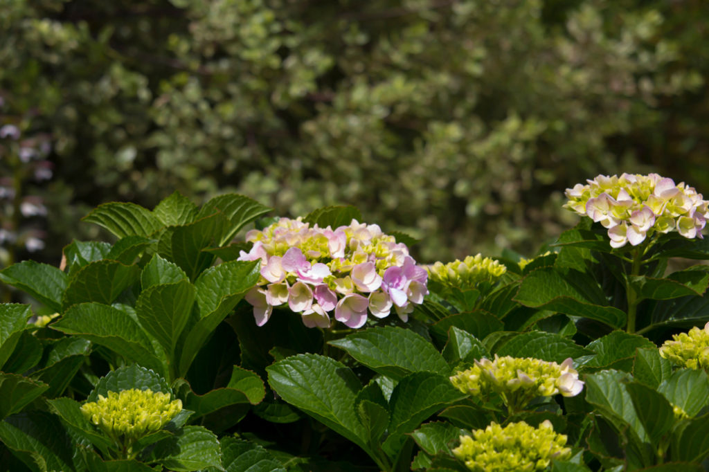 green, pink and white hydrangea plant growing outside