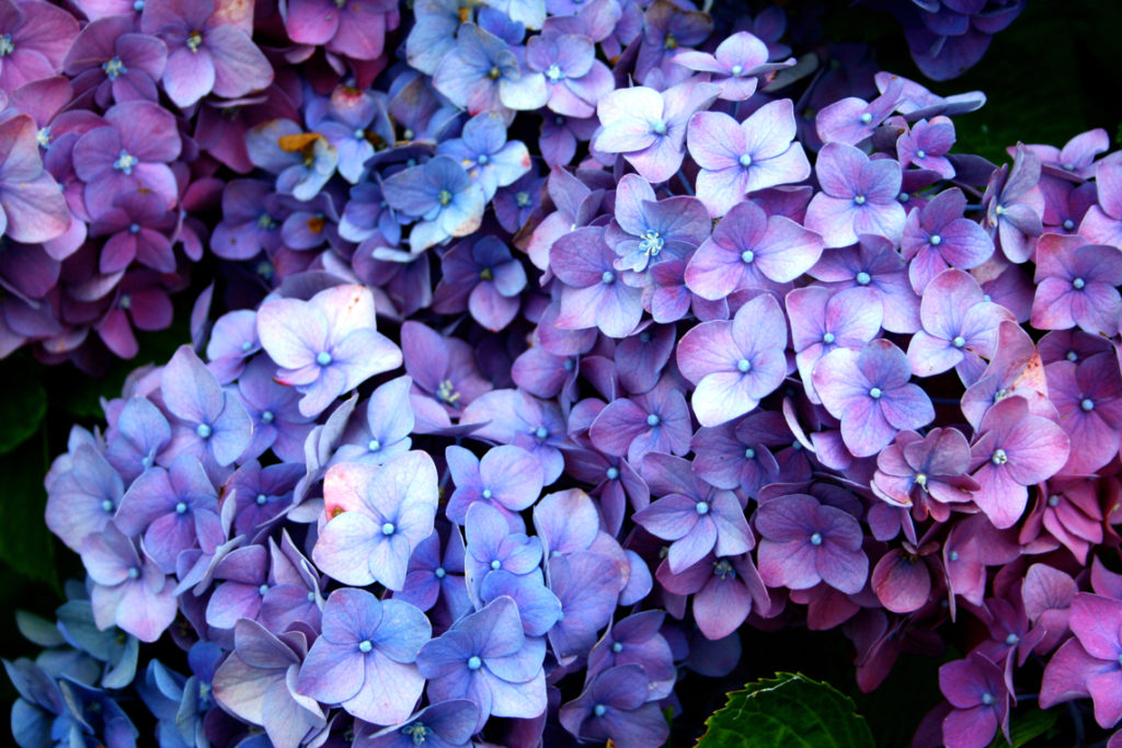 purple and pink flowering hydrangea with different shades on each petal growing in a cluster