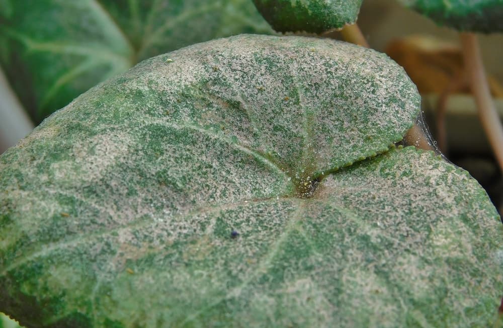 magnified view of mites and webbing shown on discoloured plant leaf