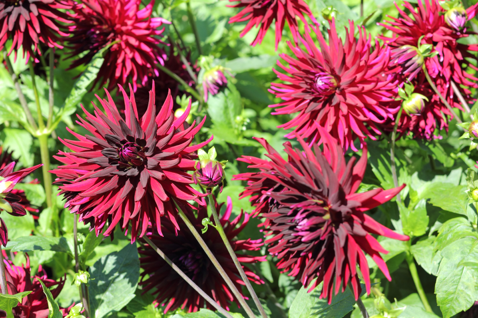 dahlia black jack variety with spiky purple and red heads growing outside