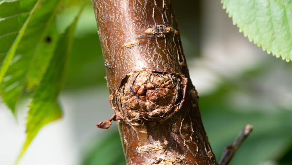 magnified view of bacterial canker