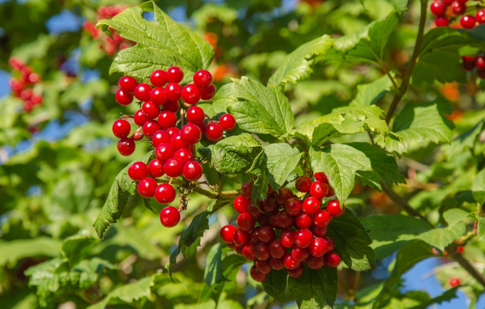 the red shiny berries of a guelder rose shrub in front of its green leaves and a blue sky