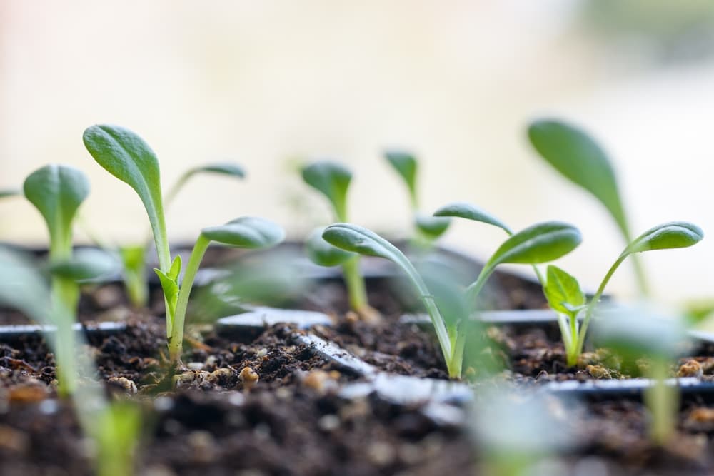 dahlia seedlings growing in a tray