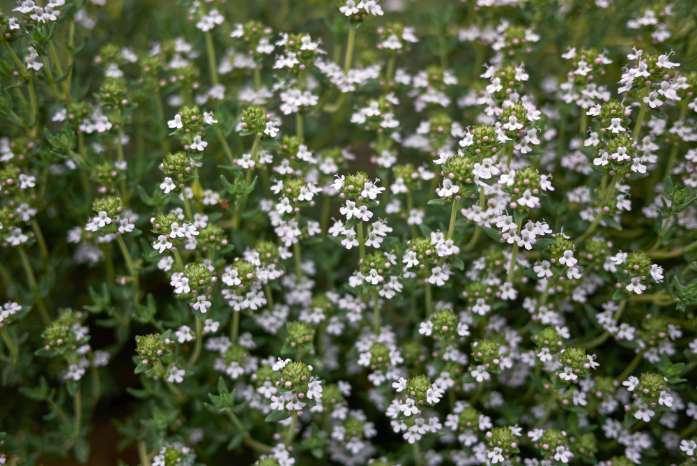 Thymus vulgaris plant with small white flowers growing in a garden bed outdoors