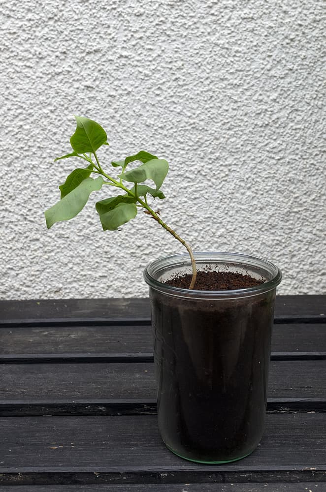 lilac cutting placed in a glass jar with compost for propagation