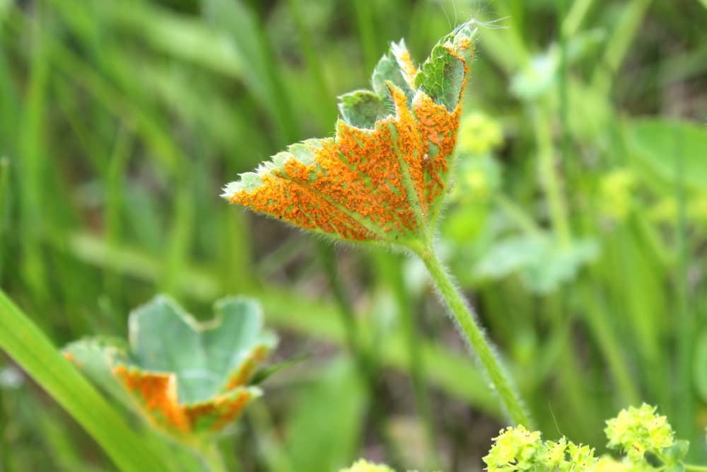 the underside of an Alchemilla leaf covered with an orange coloured fungal infection