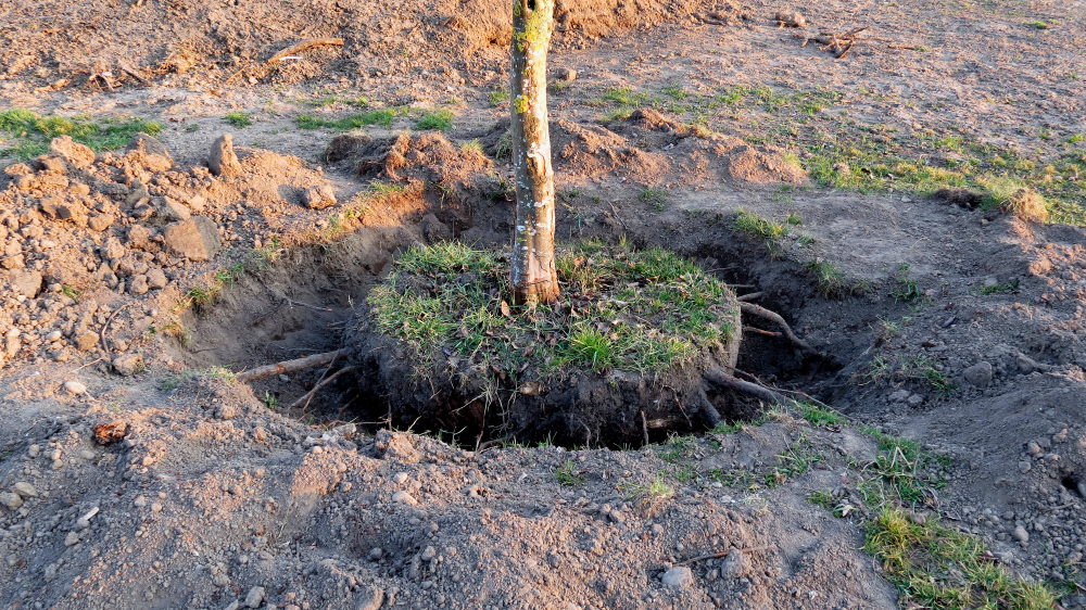 a tree that has been dug out of the ground to reveal its roots