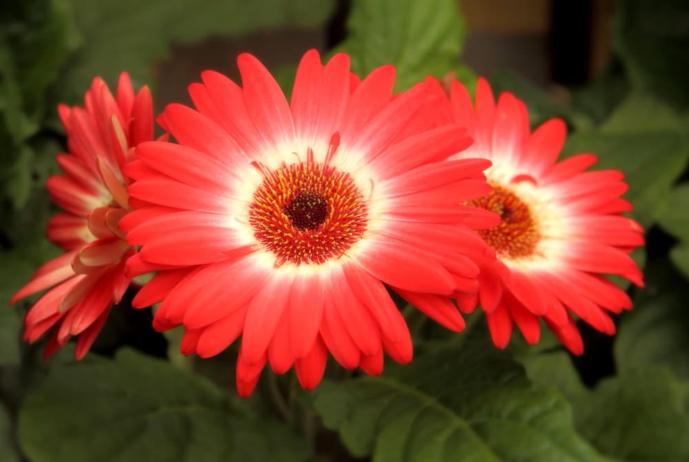 three Revolution Bicolor Red and White Gerbera flowers