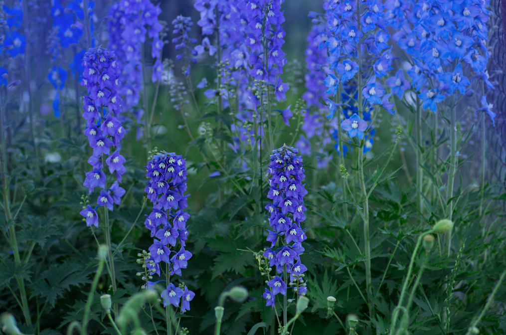 delphinium blue dawns growing outside in a garden bed