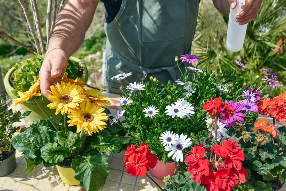 gardener spraying water on many garden plants including Osteospermum, Geraniums and Transvaal daisies
