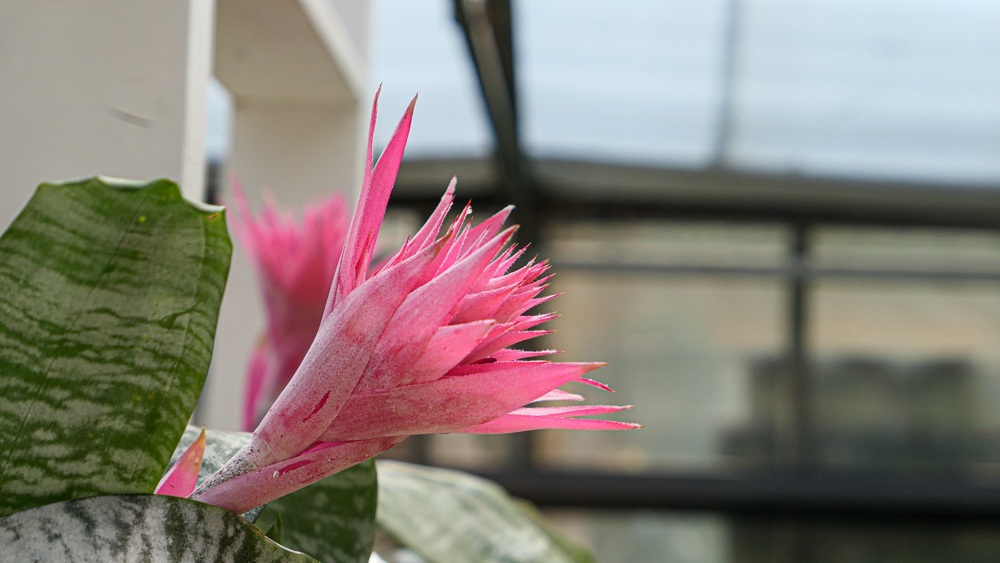 pink flowering bromeliad growing indoors