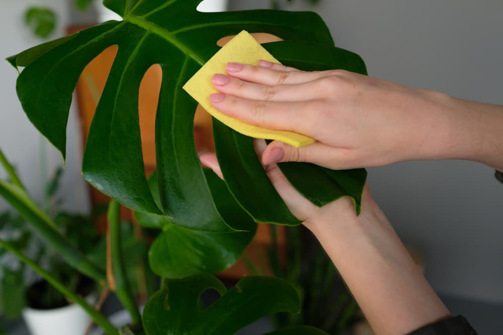 a yellow sponge being used to wipe dust from the leaves of a Swiss Cheese plant