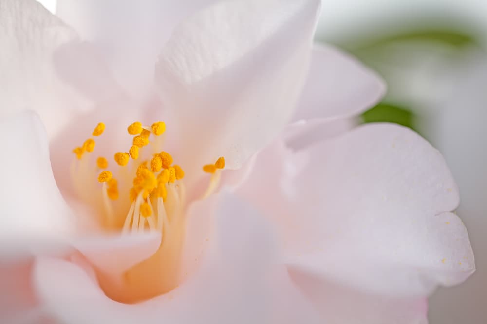 Magnified view of Camellia japonica 'Hagoromo' flower