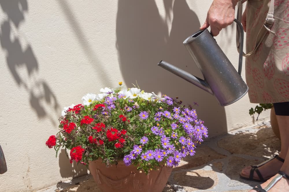 various flowers in a pot being watered by a metal jug