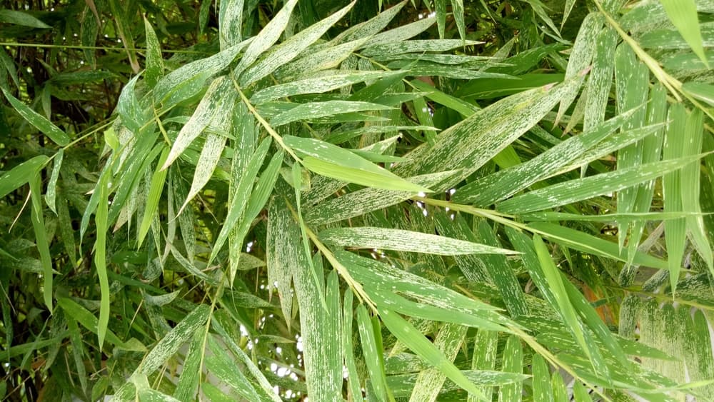 leaves of bamboo affected by fungal disease