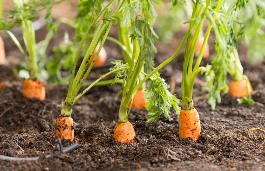 several carrots growing in the soil with long green stems