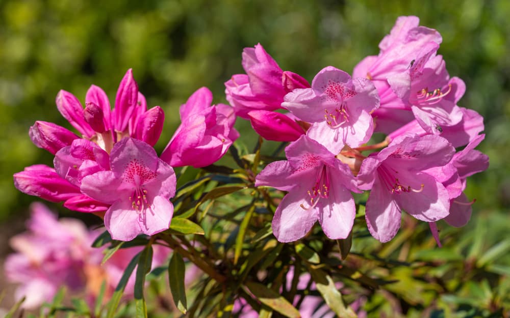 R. ponticum with pink flowers in various shades