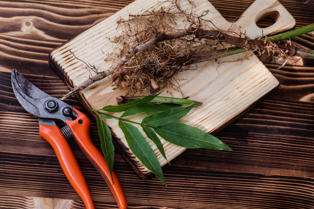 Valerian root and plant foliage shown on a chopping board next to a pair of orange secateurs