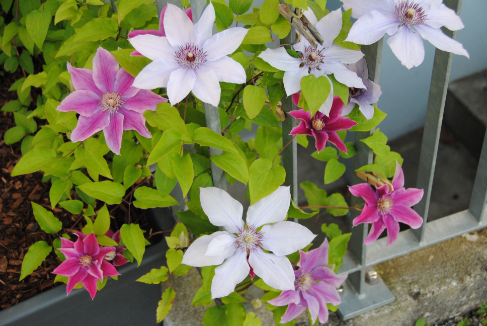 pink, white and purple clematis plants growing from a mulched soil through a metal gate