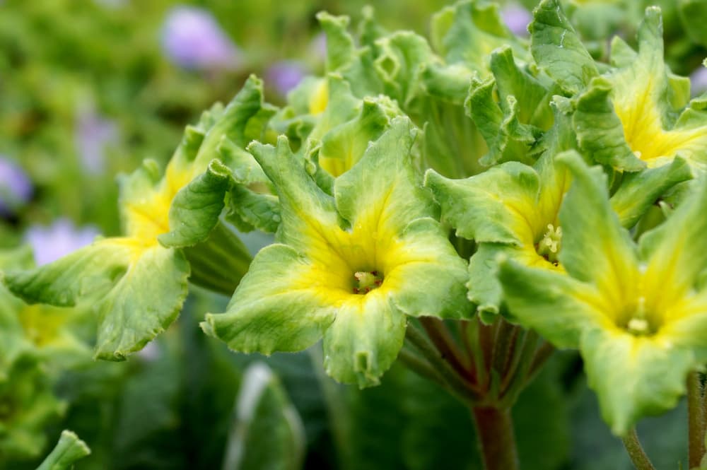 Primula 'Francisca' with green and yellow flowers