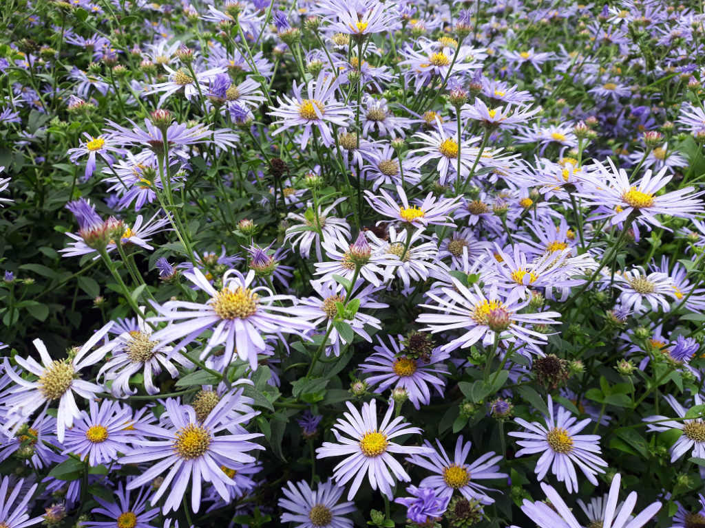 Symphyotrichum laeve with purple and yellow flowers growing in a shrub outdoors