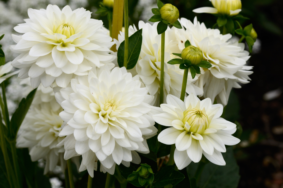 white flowers from dahlia 'karma maarten zwaan' plants growing next to each other outdoors