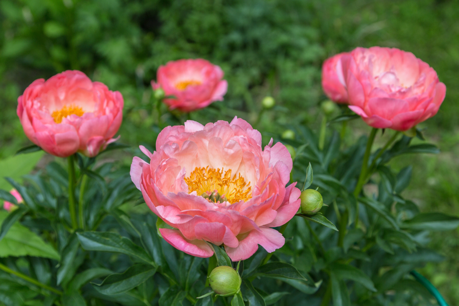 Paeonia lactiflora 'Pink Hawaiian Coral’ flowers which have orangey-pink petals and an orange centre