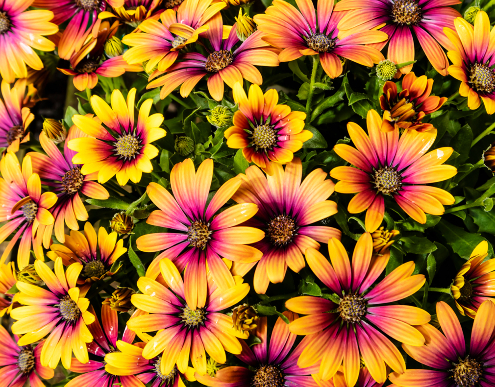 orange and purple flowers from the African daisy 'purple sun' plant growing outdoors